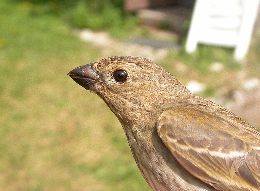 Common Rosefinch, Digrans 20050604